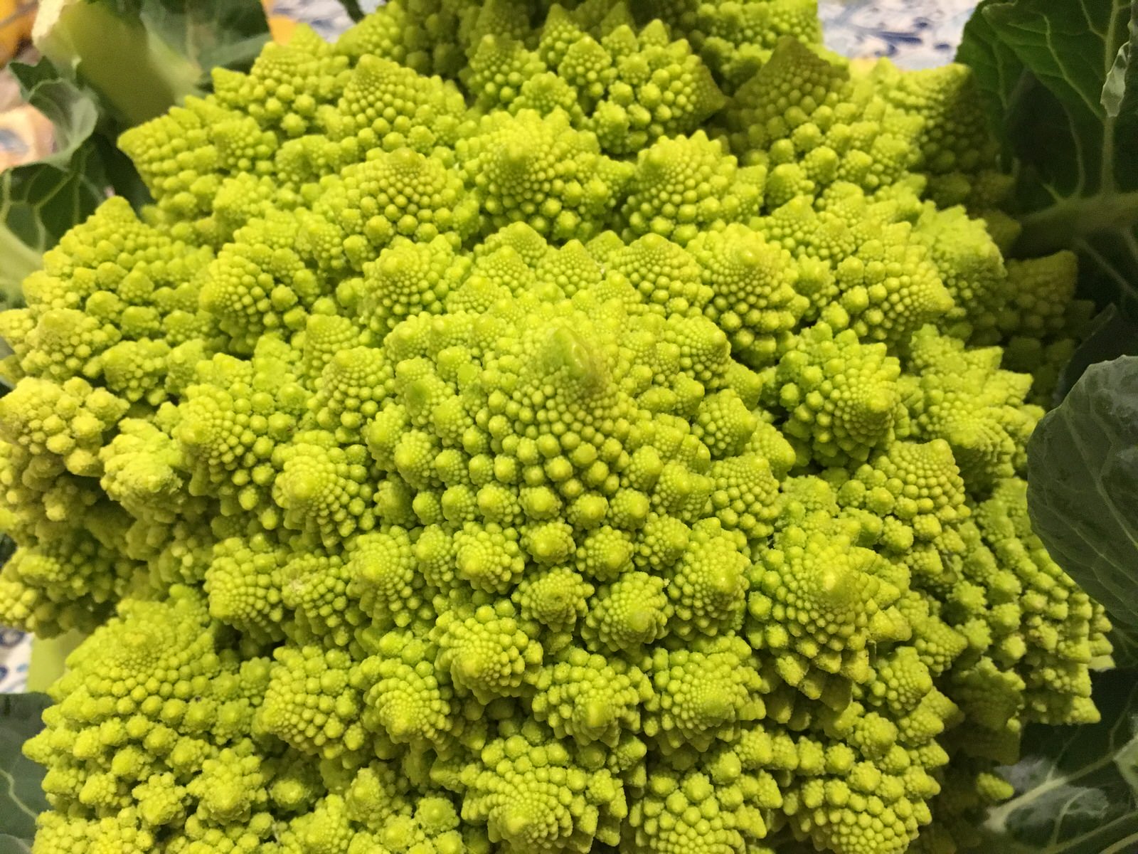 broccoli_romaneschi